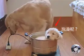 金毛生了个“独子”，为了保护小奶狗，不惜跟主人翻脸图片