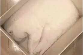 女子网购猫咪， 卖家说包的很严实， 猫还很乖，结果收到时气哭了图片