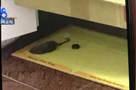 出租房里老鼠猖獗，姑娘胆小不敢住了图片