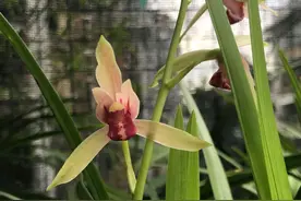 兰花好不容易发出了新芽，没几天就发黑了是病吗？该怎么办？图片