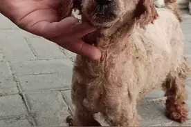 辽宁：从车上扔下的泰迪，受了伤却还想追上主人，狗狗：别丢下我图片