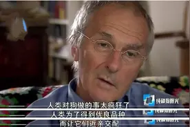 纯种狗的悲哀：人类知道不能近亲繁殖，却强迫狗狗回交图片