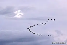 燕子南飞的时候都飞到哪里去了？图片