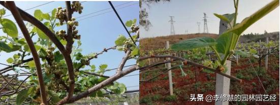 浣犵煡閬撶閽犺悩涔欓吀鍦ㄦ灉鏍戜笂鏈夊暐浣滅敤鍚楋紵