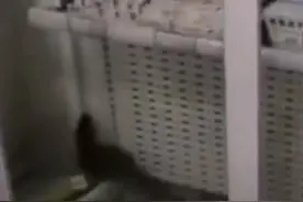 安徽一药店闯进黄鼠狼，民警惨遭臭屁攻击，黄鼠狼的屁有害吗？图片