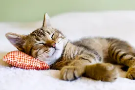 呆萌可爱的小母猫，为什么在交配后会满地打滚，还攻击公猫？图片