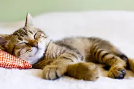 呆萌可爱的小母猫，为什么在交配后会满地打滚，还攻击公猫？图片