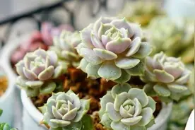 教你给多肉''砍头''，按照4步走，植株顺利成活，还能变漂亮图片