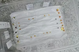 花盆还能种萝卜？当季很流行的樱桃萝卜，一口一个，甘甜清脆图片