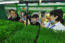 网红蔬菜无土栽培，生长需靠“补光”图片