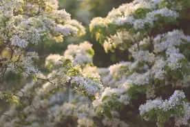 花开如雪 江苏连云港逾800岁糯米茶树王开花了图片