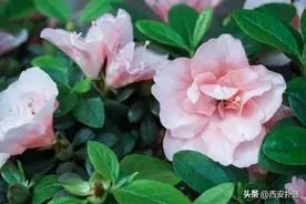 西安新开的大型花市，地铁直达！鲜花5元1大把图片