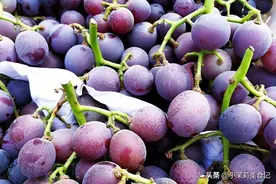 8月葡萄香，吃不完的葡萄，教你3招，再也不用担心葡萄坏掉图片