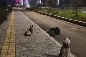 当主人喝醉后：有的狗忠心护主，有的狗却趁机吃掉主人脚指头？图片