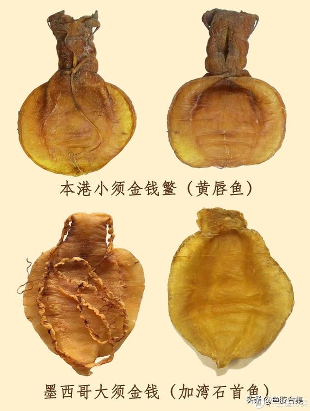 佐罗鱼胶与黄花胶区别 2026年佐罗鱼胶与黄花胶区别是什么