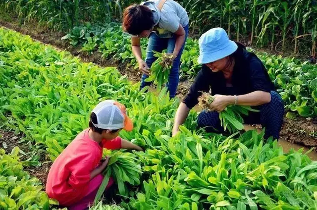 日本中央政府表彰过的开心农场：Myfarm的共享模式，是怎么运营的