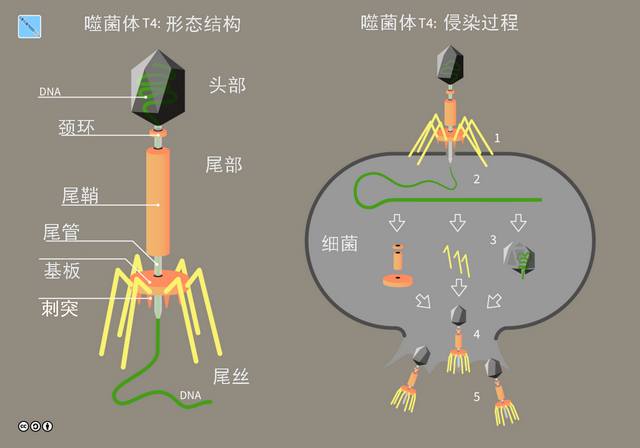 最初的病毒从哪里来？你可能会吃惊，它们其实源自我们的细胞