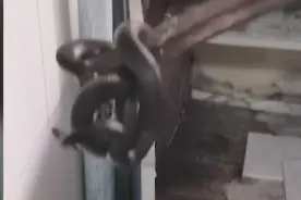 大黑蛇私闯北京天坛民宅 引小姐姐惊声尖叫 民警淡定捉拿图片