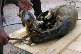 爱斯基摩人的腌海雀封神，鲱鱼罐头甘拜下风，到底有硬核？图片