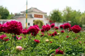 【全域旅游看广平】96—广平县第四届牡丹文化节即将盛大开幕图片