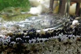 鱼缸蛋白虫的处理方法，下铜币可有效对付？听听正确做法吧图片