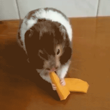 宠物“干饭”图鉴 | 没有什么是一顿饭解决不了的图片