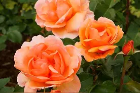 月季扦插生根了，但移栽后就死？注意这些细节，移一棵活一棵图片