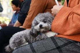 泰迪犬爱闻人的“裤裆”，它想告诉你这几件事图片