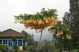 从江湖“蒙汗药”说莨菪图片