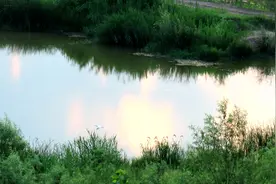 伊河湿地，青青河边草图片