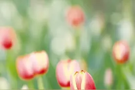 立夏长春 郁金香花开！花期将持续到6月图片