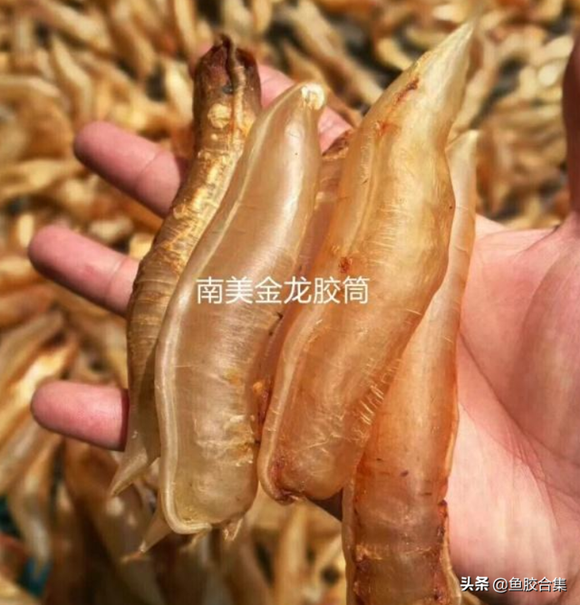 双背金龙鱼胶是什么鱼 2025年双背鱼胶和金龙鱼胶区别