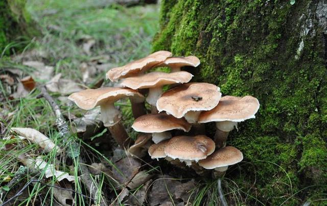 三十一种常见的菌类蘑菇图片