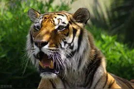一只野猪套勒死了一只小虎，母虎疯狂报复逼走了一个屯子的人图片