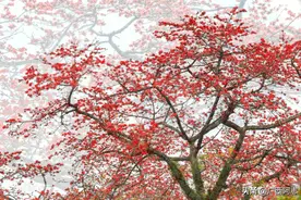 木棉花，实用价值高图片