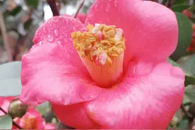 安徽合肥有个小区，小桥流水，繁花似锦图片