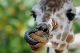 长颈鹿的繁殖过程有多奇特？遇上危险，出于自保长颈鹿有多凶猛？图片