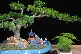 雀舌，皱皮的黄杨，就是好黄杨哈哈图片