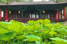 花开并蒂 大明湖发现“并蒂莲”图片