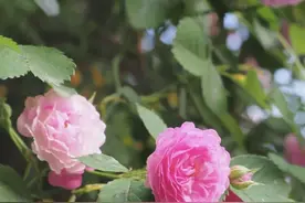 巢城最新网红打卡地图片
