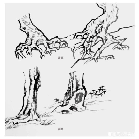 鱼鳞柏树