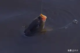 夏日黑坑夜钓 掌握这些要领 渔获翻倍图片