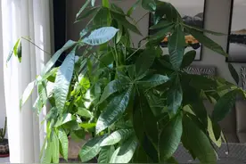 想让发财树长得快，做好“一通四足”，叶子大又绿，长得枝繁叶茂图片