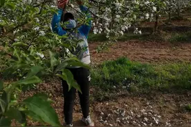 果园疏花有技巧，做好这几点就够了！图片