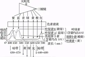 高中生物必修一考点梳理（2）图片