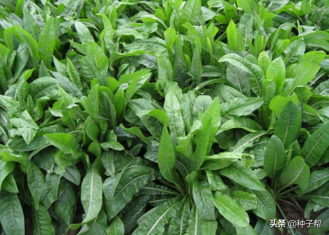 俄罗斯饲料菜和菊苣哪个饲草好？