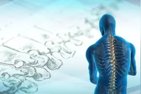 人体26块椎骨各有「弱点」，骨科医生教你“分段”保护图片