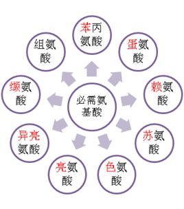 「氨基酸科普」怎样获取优质蛋白质？