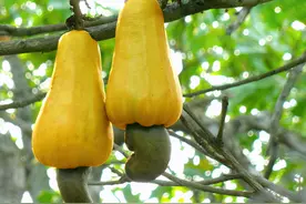 当食物以“本来面目”出现，你能认出几种？图片