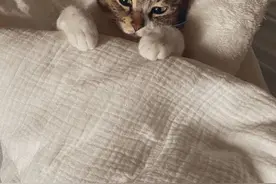 秋季养猫，有哪些禁忌呢？下面这6点主人应牢记图片